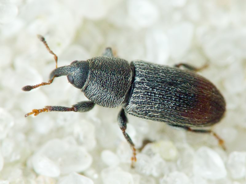 Mecinus pyraster (Herbst, 1795)